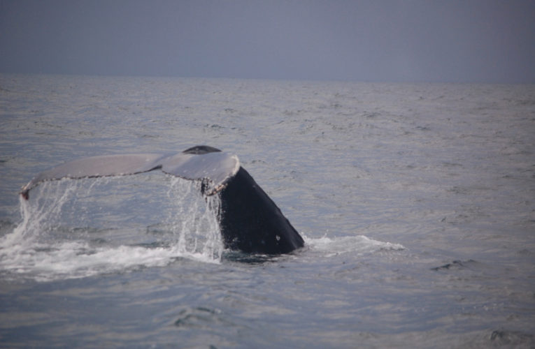 Frisco: A glimpse of hope? CBD and PTSD.