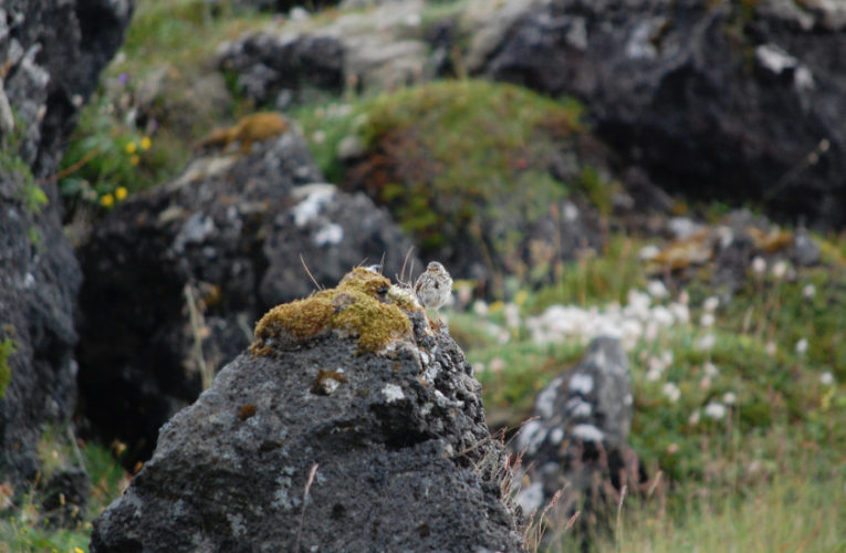 Frisco: Post-school holidays re-set. PTSD self-scan.