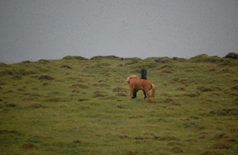 Frisco: The Battle for Harmony When Living With PTSD