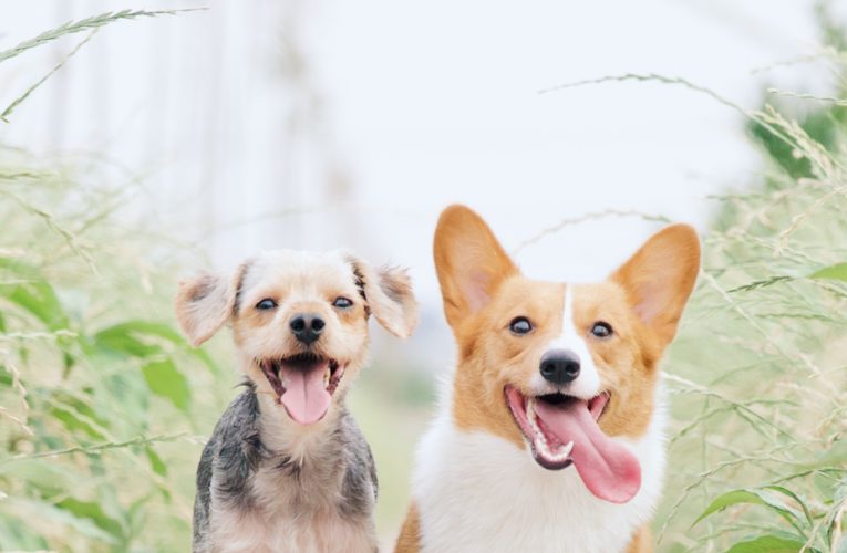 Preventing Home Dog Fights in Frisco